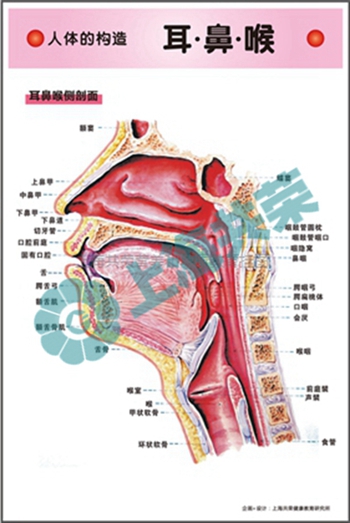 人體的構(gòu)造--耳鼻喉側(cè)剖圖