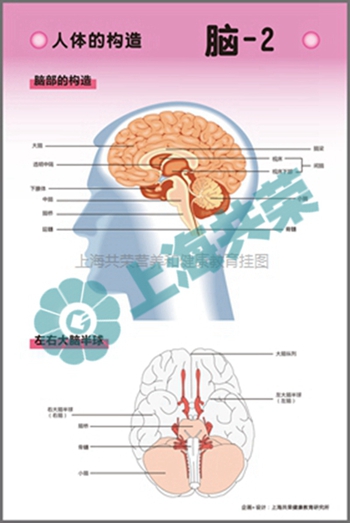 人體的構(gòu)造--腦2