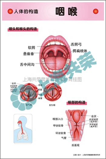 人體的構(gòu)造--咽喉2