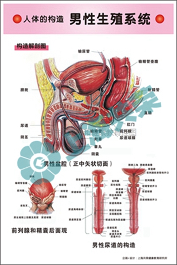 人體的構(gòu)造--男性生殖系統(tǒng)