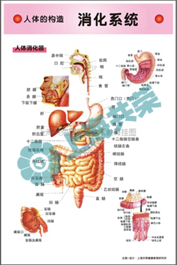 人體的構(gòu)造--消化系統(tǒng)