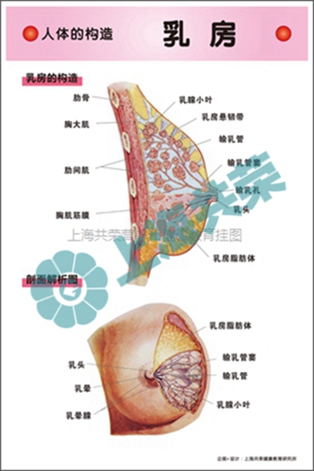 人體的構(gòu)造--乳房剖面解析