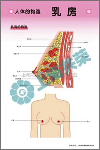 人體的構(gòu)造--乳房