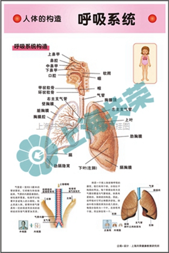 人體的構(gòu)造--呼吸系統(tǒng)